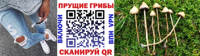Галлюциногенные грибы Magic Shrooms  как найти закладки  Сухой Лог 
